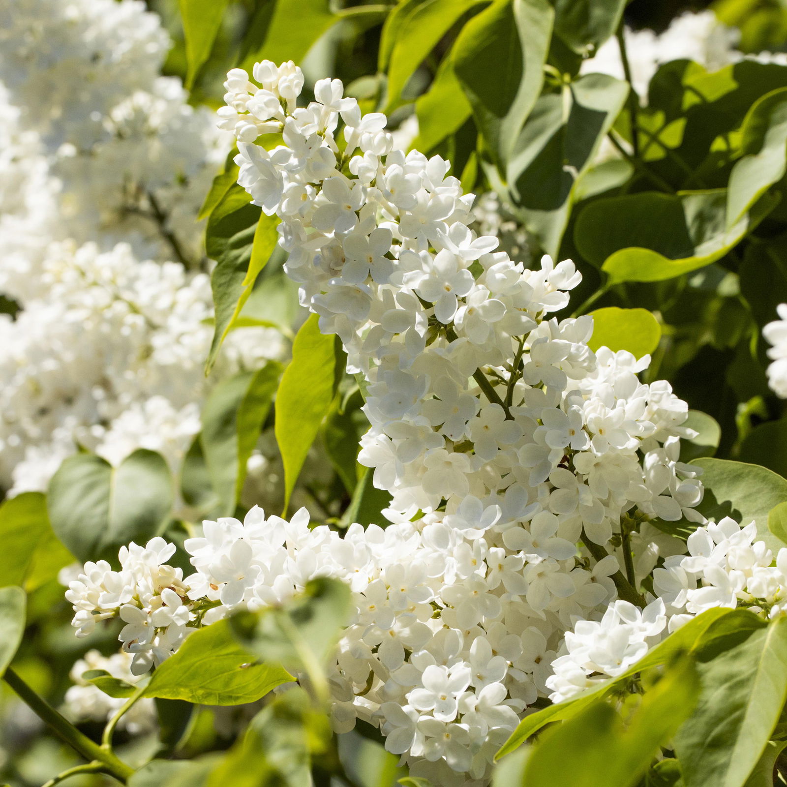 Dufthecke-Blütensträucher XL, 20er-Set, Höhe 80-100 cm, Topf 12+20 Liter