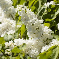 Dufthecke-Blütensträucher XL, 20er-Set, Höhe 80-100 cm, Topf 12+20 Liter