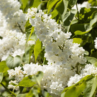 Dufthecke-Blütensträucher XL, 20er-Set, Höhe 80-100 cm, Topf 12+20 Liter