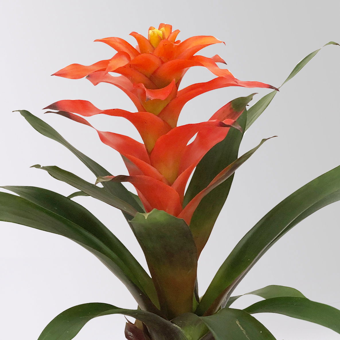 Guzmanie 'Fiero', orange, Topf-Ø 12 cm, 2 Pflanzen Guzmanie 'Fiero', orange, Topf-Ø 12 cm, 2 Pflanzen