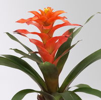 Guzmanie 'Fiero', orange, Topf-Ø 12 cm, 2 Pflanzen Guzmanie 'Fiero', orange, Topf-Ø 12 cm, 2 Pflanzen