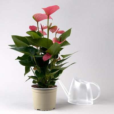 Flamingoblume 'Pink Champion', pink, in Keramiktopf Dallas, Topf-Ø 17 cm Flamingoblume 'Pink Champion', pink, in Keramiktopf Dallas, Topf-Ø 17 cm