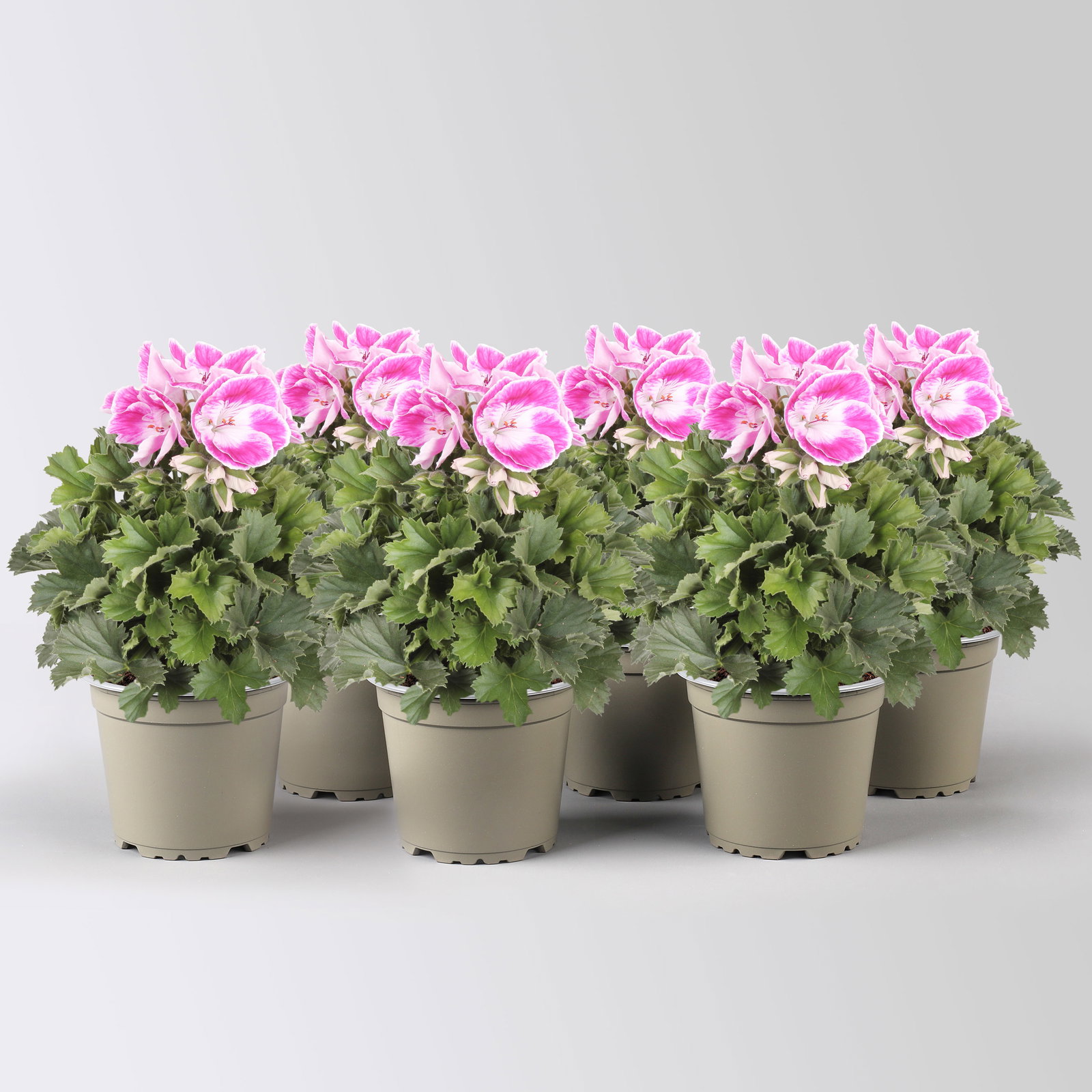 Edelgeranie Bella Donna® 'Don Amalia®', rosa-weiß, Topf-Ø 12 cm, 6 Pflanzen