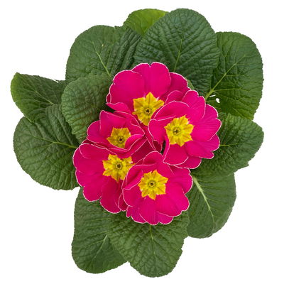 Primel rosa, Topf-Ø 10,5 cm, 8 Pflanzen Primel rosa, Topf-Ø 10,5 cm, 8 Pflanzen