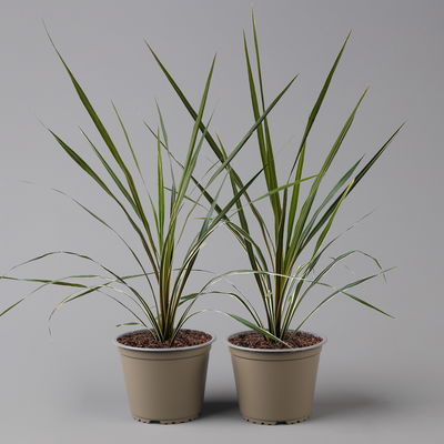 Keulenlilie 'Variegata' grün-weiß, Topf-Ø 13 cm, 2er-Set Keulenlilie 'Variegata' grün-weiß, Topf-Ø 13 cm, 2er-Set