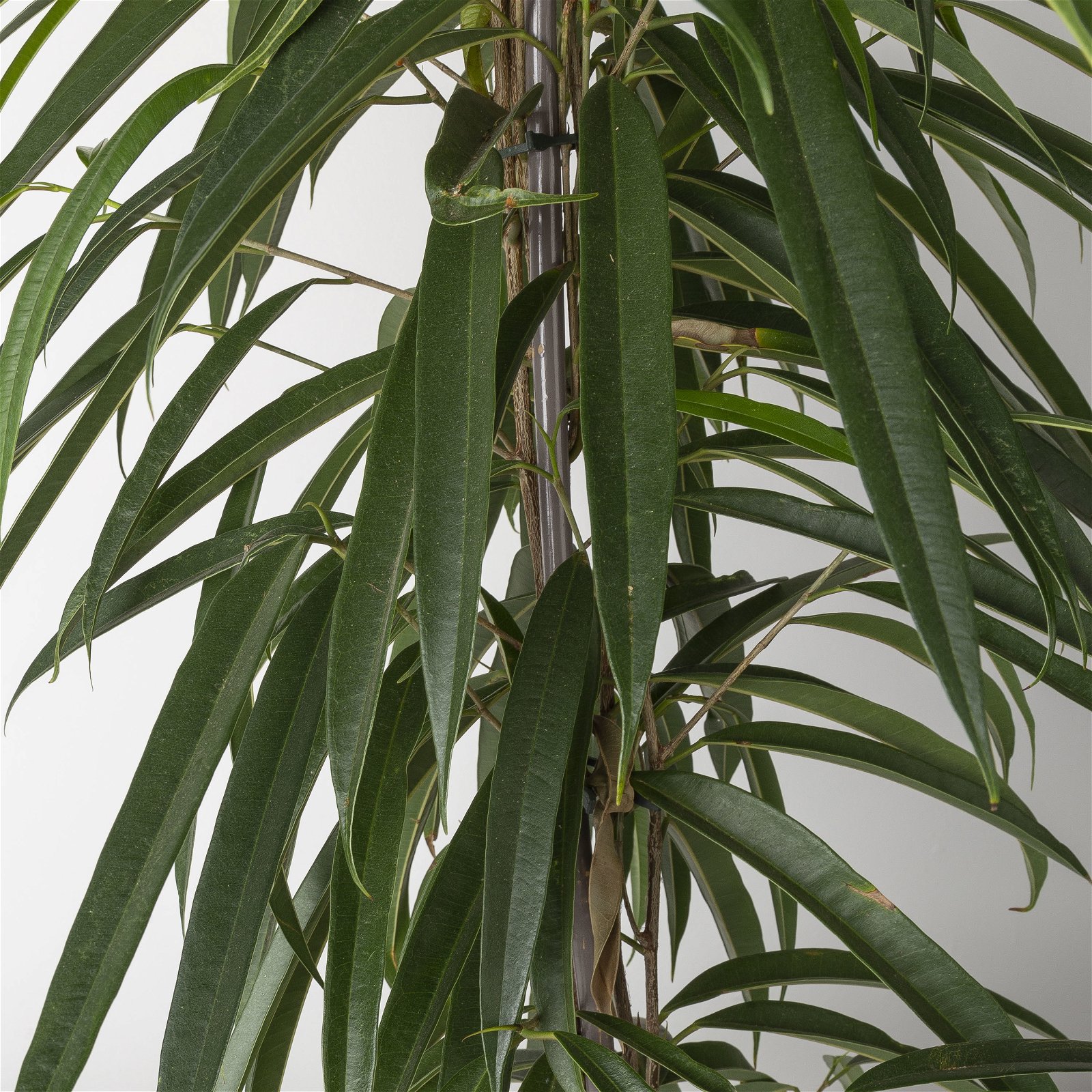 Ficus binnendijkii 'Alii', Topf-Ø 21 cm, Höhe ca. 100 cm