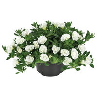 Zauberglöckchen 'Uno Double White' weiß, gefüllt, Topf-Ø 13 cm, 6 Pflanzen
