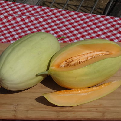 Blu Bio Mangomelone F1, Topf-Ø 12 cm, 3er Set Blu Bio Mangomelone F1, Topf-Ø 12 cm, 3er Set