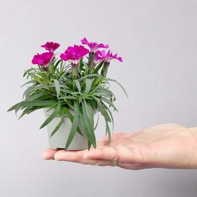 Dianthus 'Scully®' Mini lilapink, Topf-Ø 7 cm, 12 Pflanzen