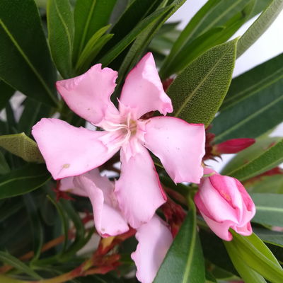 Oleander, rosa, Topf-Ø 22 cm, Höhe ca. 60 cm