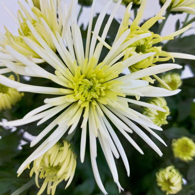 Chrysanthemen Spider Anansi™ White, spinnenblütig, Topf-Ø 14 cm, 4 Pflanzen