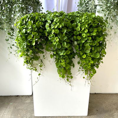 Silberregen 'Emerald Falls', grünlaubig, Topf-Ø 12 cm, 6 Pflanzen