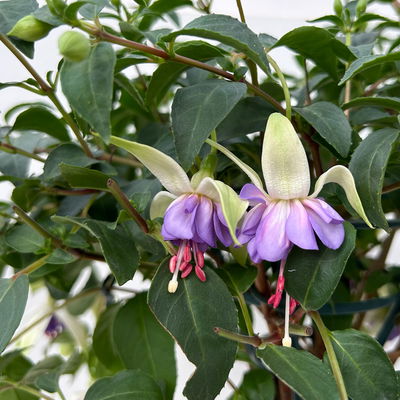 Fuchsie, Stamm, Farbe zufällig, Topf-Ø 23 cm Fuchsie, Stamm, Farbe zufällig, Topf-Ø 23 cm