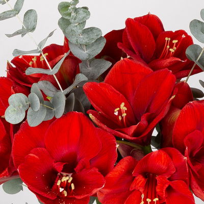 Schnittblumen-Mix aus 5 roten Amaryllis & 5 Eukalyptus Schnittblumen-Mix aus 5 roten Amaryllis & 5 Eukalyptus