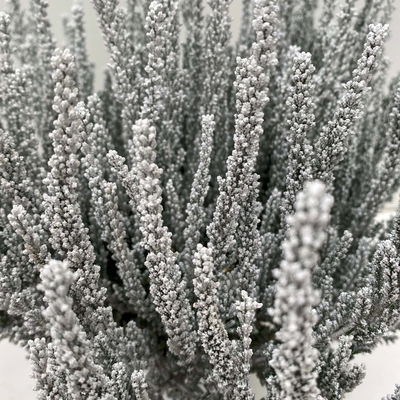 Besenheide SKYLINE®, weiß gefärbt, Topf-Ø 11 cm, 6 Pflanzen