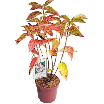 Tellerhortensie 'Lanarth White'®, Höhe 30-40 cm, Topf 5 Liter, 3er-Set Tellerhortensie 'Lanarth White'®, Höhe 30-40 cm, Topf 5 Liter, 3er-Set