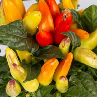 Capsicum 'Mambo Yellow Red', Topf-Ø 10,5, 6er-Set