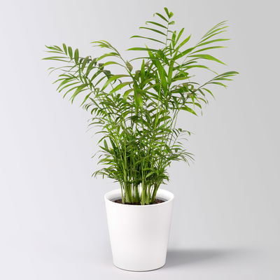 Grünpflanzenkreation 'Tierfreund', Topf-Ø 12cm + Übertopf Dallas, 4 Pflanzen