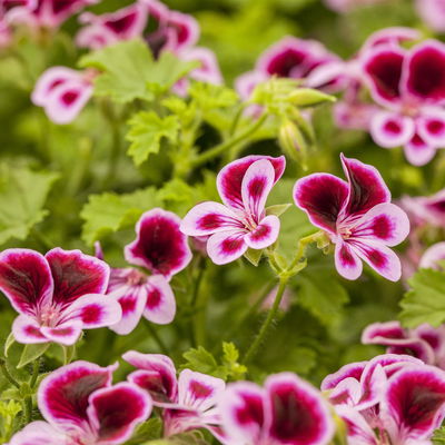 Schmuckgeranie 'Angel®', rosa-pink-weiß, Farbe variiert, Topf-Ø 12cm, 6 Pflanzen