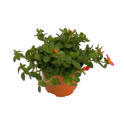 Portulakröschen, orange, Topf-Ø 12 cm, 6 Pflanzen Portulakröschen, orange, Topf-Ø 12 cm, 6 Pflanzen