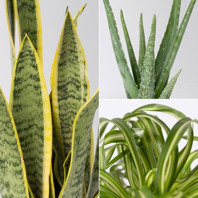 Grünpflanzenkreation  Grünpflanzenkreation