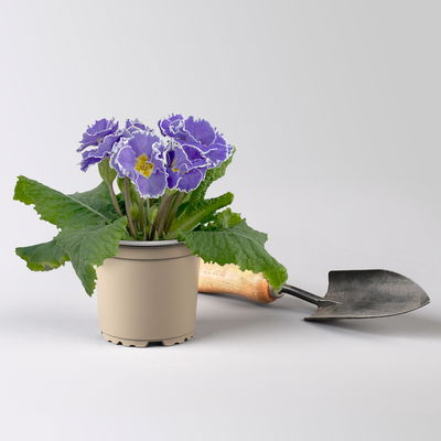 Primel 'Sirococco', Farben zufällig, gerüscht, Topf-Ø 11 cm, 8 Pflanzen