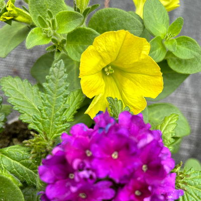 Eisenkraut/Petunien Duo, lila-gelb, Topf-Ø 14 cm, 4 Pflanzen