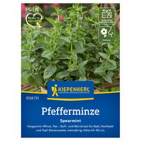 Kiepenkerl Saatgut Pfefferminze 'Spearmint', grün