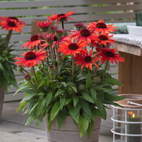 Sonnenhut 'Vintage Orange', orange, 3 Liter Topf