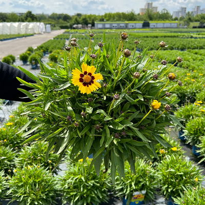 Großblumiges Mädchenauge 'Sunfire', gelbrot, Topf 3 l Großblumiges Mädchenauge 'Sunfire', gelbrot, Topf 3 l