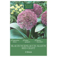 Blauzungenlauch 'Red Giant', lila,  Größe 12/14, 3 Blumenzwiebeln