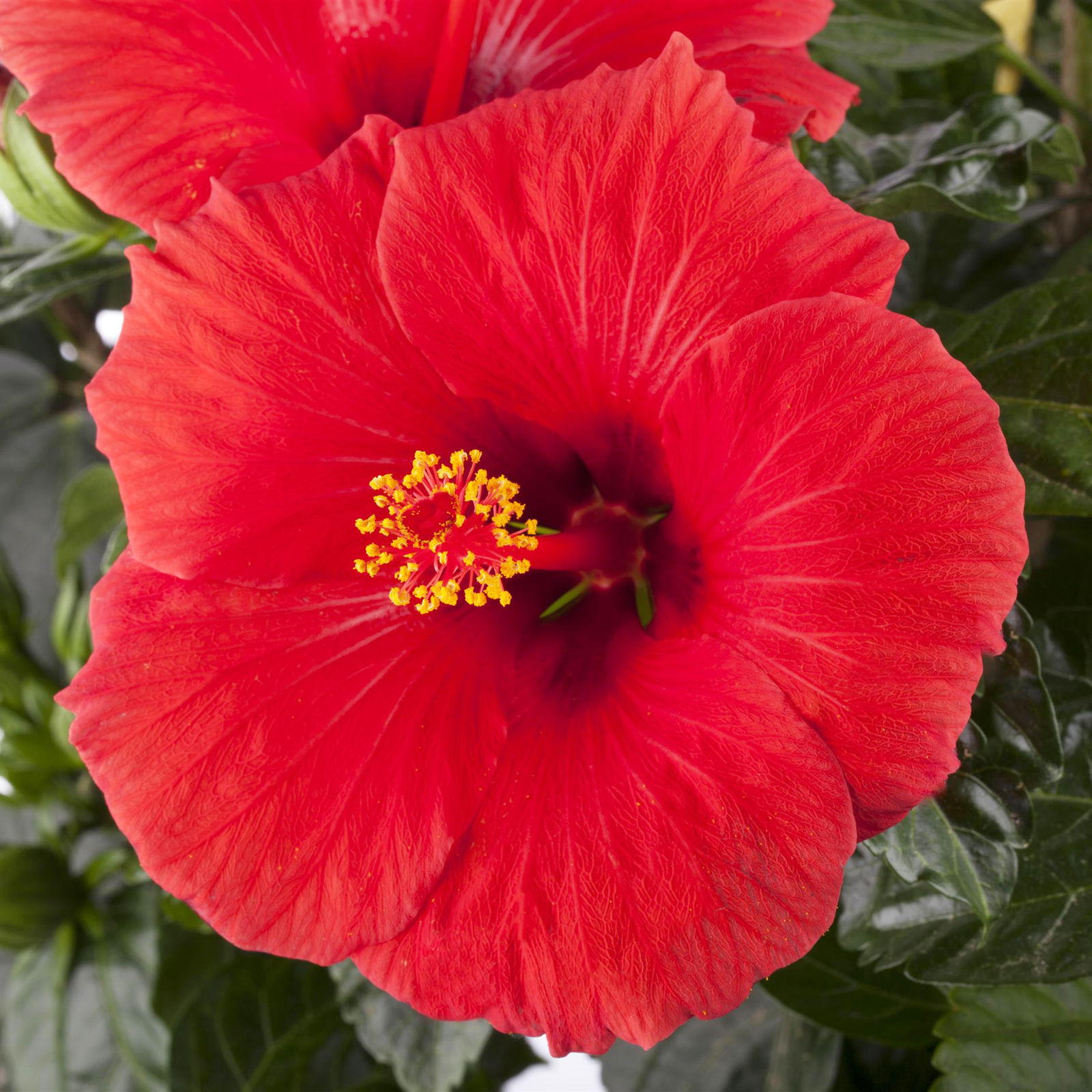 Hibiskus, rot, Topf-Ø 13 cm, Höhe ca. 35 cm, 2er-Set