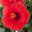 Hibiskus, rot, Topf-Ø 13 cm, Höhe ca. 35 cm, 2 Pflanzen
