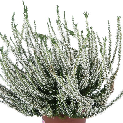 Knospenheide, weiß, Topf-Ø 12 cm, 6 Pflanzen Knospenheide, weiß, Topf-Ø 12 cm, 6 Pflanzen