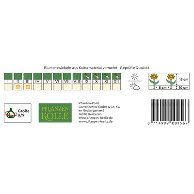 großblumige Krokusse leuchtend blau, 25 Blumenzwiebeln großblumige Krokusse leuchtend blau, 25 Blumenzwiebeln