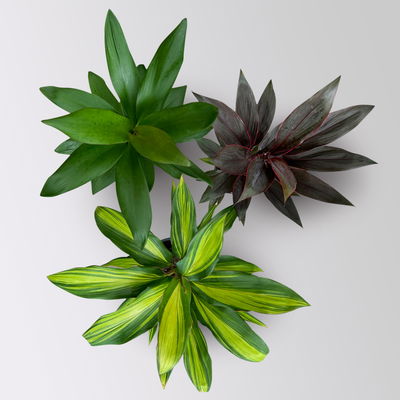 Grünpflanzenkreation Keulenlilien-Dreierlei, Topf-Ø 12 cm, 3 Pflanzen