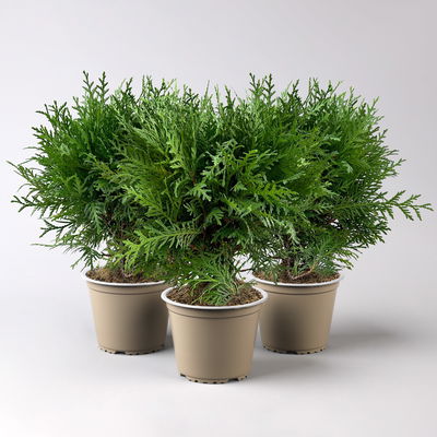 Kugel-Lebensbaum 'Danica', Topf-Ø 13 cm, 3 Pflanzen Kugel-Lebensbaum 'Danica', Topf-Ø 13 cm, 3 Pflanzen