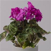 Alpenveilchen, lila, gefranst, Topf-Ø 10,5 cm, Höhe ca. 23 cm, 6er-Set