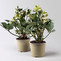 Lenzrose 'ViV® Valeria', cremeweiß, Topf-Ø 15 cm, 2 Pflanzen Lenzrose 'ViV® Valeria', cremeweiß, Topf-Ø 15 cm, 2 Pflanzen