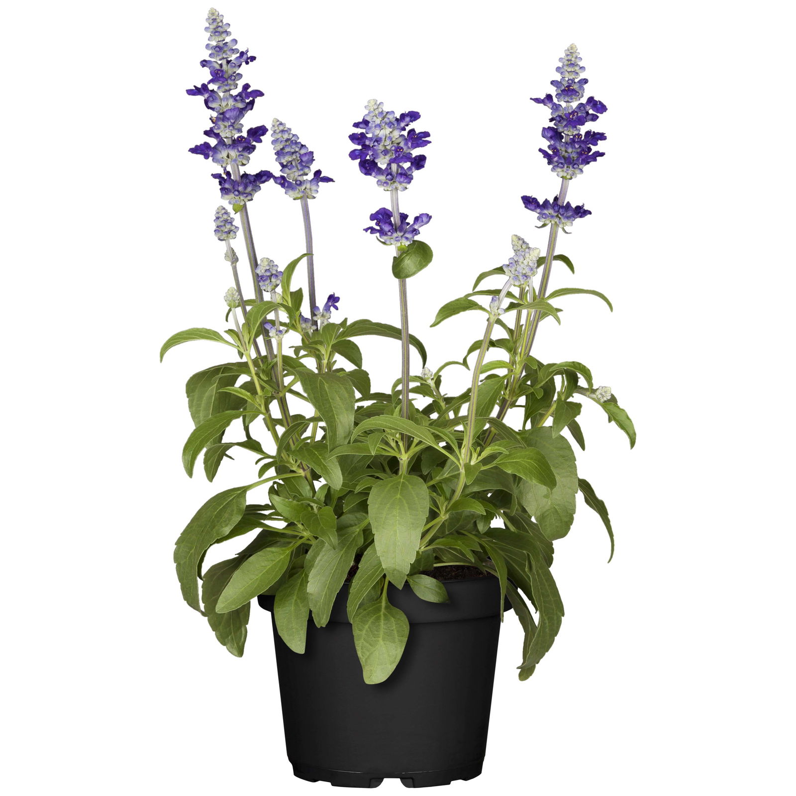 Mehliger Salbei, Ähren-Salbei, Salvia farinacea, Topf 12 cm, Höhe ca. 30 cm