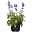 Mehliger Salbei, Ähren-Salbei, Salvia farinacea, Topf 12 cm, Höhe ca. 30 cm