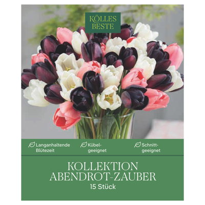 Kölles Beste Tulpenkollektion 'Abendrot-Zauber', 15 Blumenzwiebeln