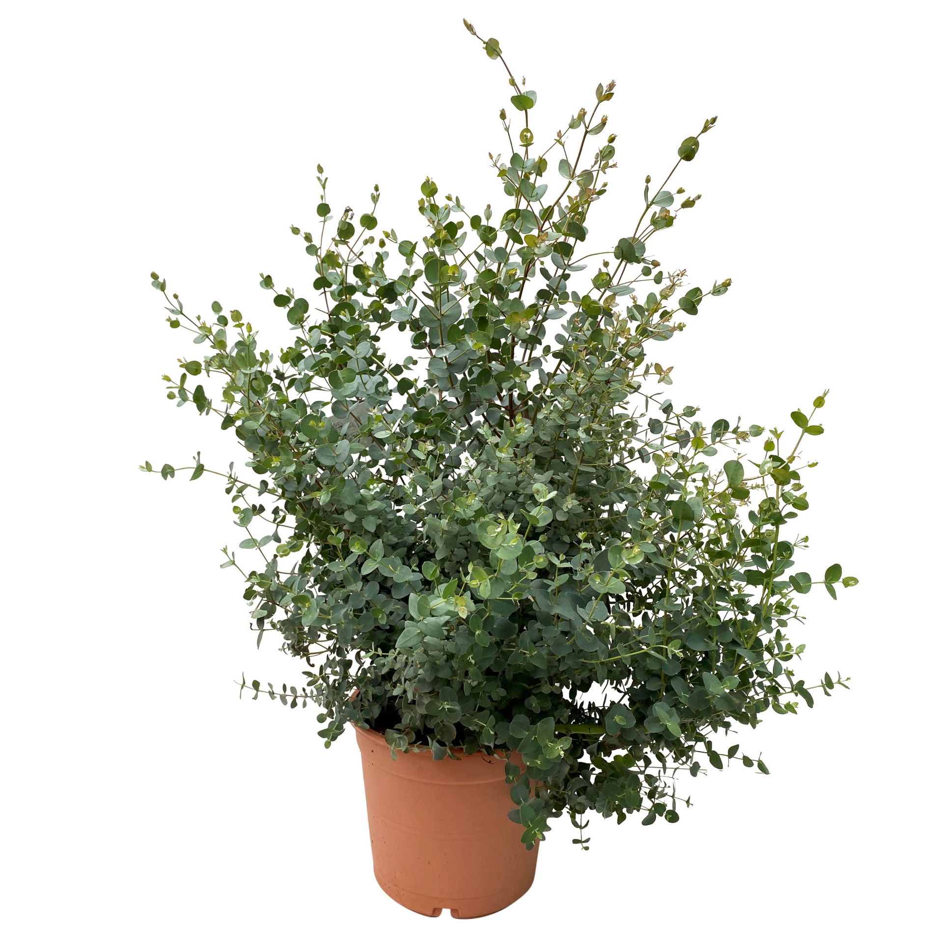 Eukalyptus, Busch, TopfØ 22 /24 cm online kaufen PflanzenKölle