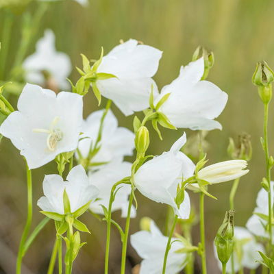 Bio Glockenblume 'Grandiflora Alba' weiß, Topf 11x11 cm, 3 Pflanzen Bio Glockenblume 'Grandiflora Alba' weiß, Topf 11x11 cm, 3 Pflanzen