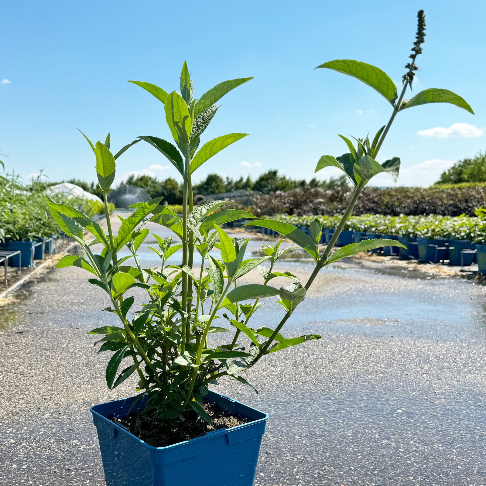 Sommerflieder, Buddleja davidii 'Empire Blue', blauviolett, Topf 5 lt.