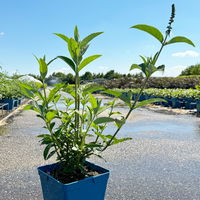Sommerflieder, Buddleja davidii 'Empire Blue', blauviolett, Topf 5 lt.