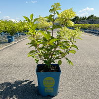 Rispenhortensie 'Phantom' im 5 l Topf