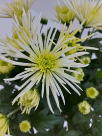 Chrysantheme 'Anansi Spider', weiß, Topf-Ø 12 cm, 6 Pflanzen Chrysantheme 'Anansi Spider', weiß, Topf-Ø 12 cm, 6 Pflanzen