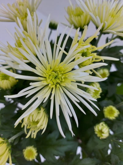Chrysantheme 'Anansi Spider', weiß, Topf-Ø 12 cm, 6 Pflanzen Chrysantheme 'Anansi Spider', weiß, Topf-Ø 12 cm, 6 Pflanzen