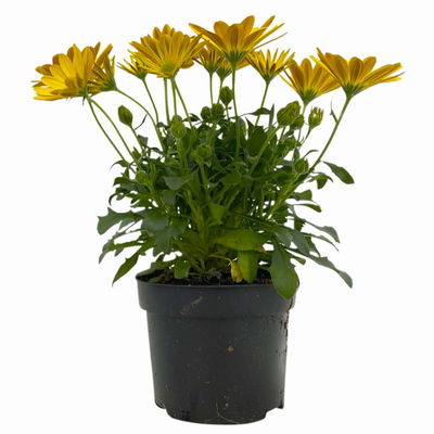 Kapkörbchen gelb, Topf-Ø 12 cm, 6er-Set